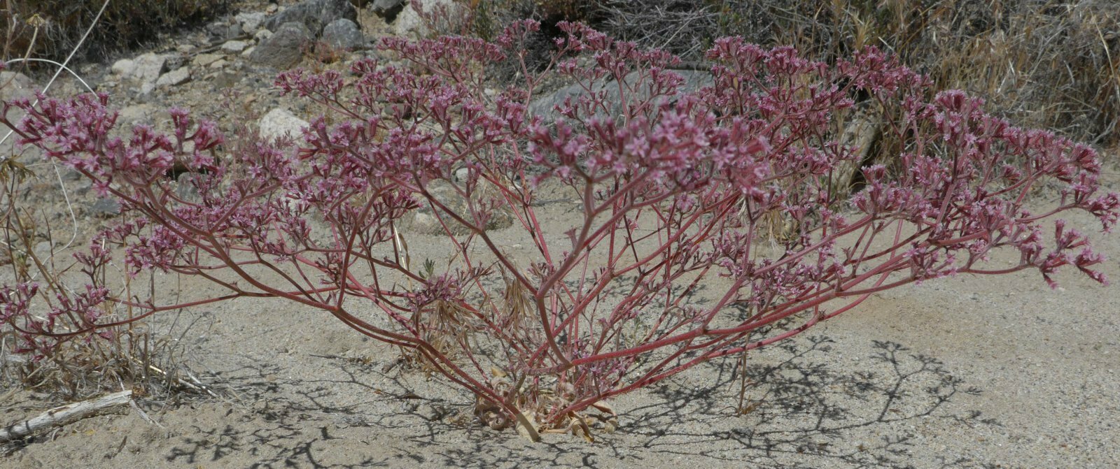 High Resolution Chorizanthe xanti Plant